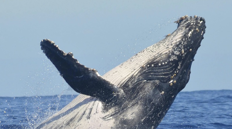 Whale fin showing inspiration for BlueNav propeller design